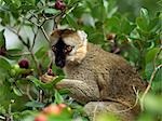 A Brown lemur (Eulemur fulvus fulvus) eating wild guava fruits.