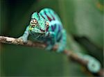 A brightly-coloured Panther chameleon (Furcifer padalis).