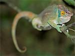 A Parson's chameleon (Chamaeleo parsonii).