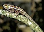 A colourful Chameleon.
