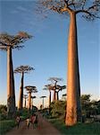 Die Allee der Baobabs. Adansonia Grandidieri nach dem französischen Botaniker und Forschungsreisender, Alfred Grandidier benannte, sind diese Baobab die großartigsten und berühmtesten sechs endemische Arten Madagaskars.