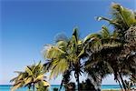 Palmiers, Varadero, Cuba