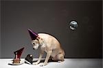 Dog and Wearing Birthday Hat