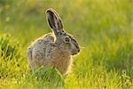 Hare in Grass