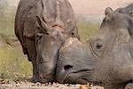 Rhinoceros Mother with Calf