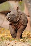 Rhinoceros Calf