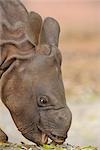 Veau de rhinocéros manger