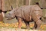 Profile of Rhinoceros Calf