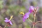 Close Up of Osbeckia Stellata, Chiang Rai, Thailand