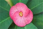 Close Up of Crown-of-Thorns Flower