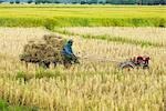 Travailleur dans les champs de riz, Province de Chiang Rai, Thaïlande