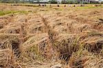 Récolte du riz, Province de Chiang Rai, Thaïlande