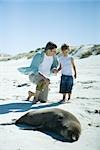 Man and boy looking at seal on beach
