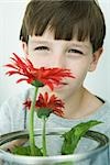 Boy holding gerbera daisies, looking at camera