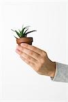 Hand holding potted aloe plant