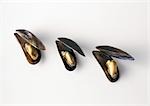 Three mussels lined up against white background, high angle view