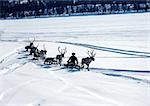 Finland, reindeer pulling sleds across snow