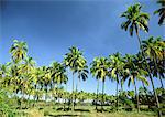 Palmeraie, réunion (île française dans l'océan Indien)