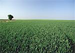 France, picardy, crop field with single tree