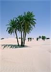 Tunisie, le désert du Sahara, palmiers dattiers poussant dans les dunes de sable