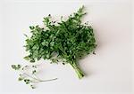 Bunch of chervil, white background