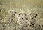 Africa, Tanzania, three lion cubs (Panthera leo) sitting in tall grass