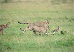 East African Cheetahs (Acinonyx jubatus raineyii) pursuing baby Thomson's Gazelle (Eudorcas thomsoni)