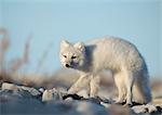 Arctic Fox (Vulpes lagopus), Canada