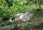 Paar eurasische Luchse (Lynx Lynx) liegen am Wald Stock, Deutschland, volle Länge, Blick in die Kamera