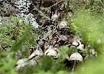 Africa, Tanzania, herd of Blue Wildebeests (Connochaetes taurinus) migrating over stream, high angle view