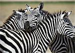 Afrika, Tansania, Ebenen Zebras (Equus Quagga)