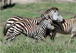 Plains zebra (Equus quagga), foal running alongside its mother, side view, blurred motion