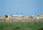 Herd of Grant's Gazelles (Nanger granti)