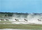 Plaines zèbres (Equus quagga) au galop à travers la plaine, soulevant la poussière, Tanzanie, Afrique