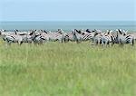 Africa, Tanzania, herd of Plains Zebras (Equus quagga) in grassland, Tanzania, Africa