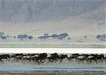 Afrique, Tanzanie, troupeau de gnous bleus (Connochaetes taurinus) qui traverse la savane boueux