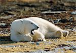 Polar Bear (Ursus maritimus) lying on lichen-covered ground with mouth open, Canada