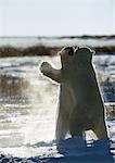 Two Polar Bears (Ursus maritimus) fighting in snow