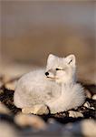 Arctic Fox (Vulpes lagopus) curled up on ground