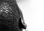 Man's ear, close up, view from behind, black and white.