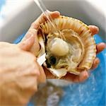 Close-up of hand cleaning scallop