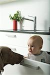 Baby sitting à tiroir, avait été reniflé par chien