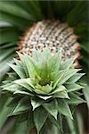 Pineapple, focus on crown