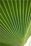 Palm leaf, extreme close-up