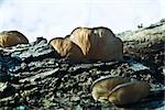 Fungus growing on tree bark, close-up