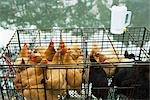Poultry in cages