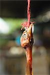 Raw skinned poultry hanging from rope, close-up of head