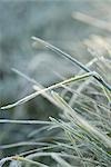 Frost-covered blades of grass