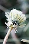 Frost-covered dandelion seed head