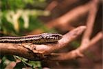 Snake on branch